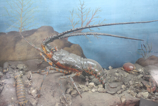 Museu de História Natural caranguejo Museu de História Natural caranguejo