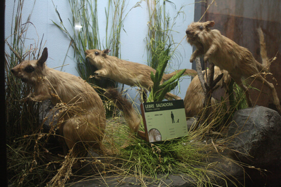 Museu de História Natural castores Museu de História Natural castores