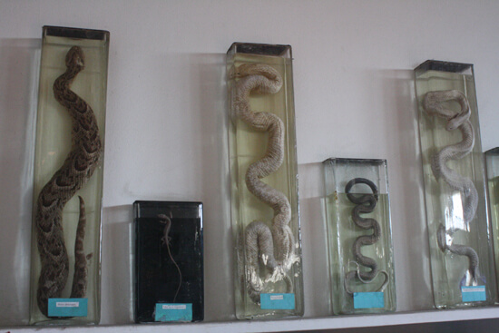 Museu de História Natural cobras Museu de História Natural cobras
