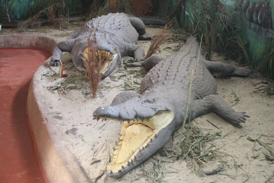 Museu de História Natural crocs Museu de História Natural crocs