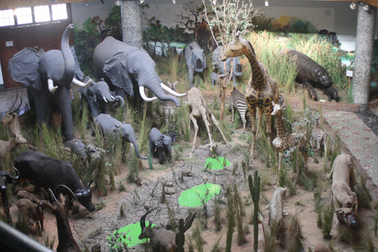 museu-de-historia-natural-elefantes-girafas