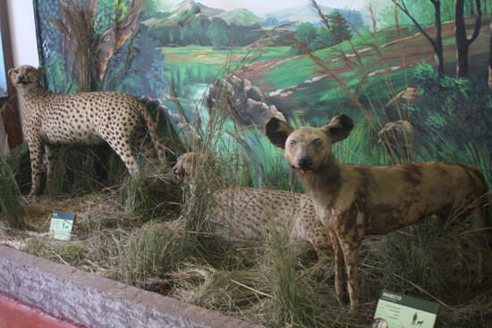 Museu de História Natural crocs Museu de História Natural crocs