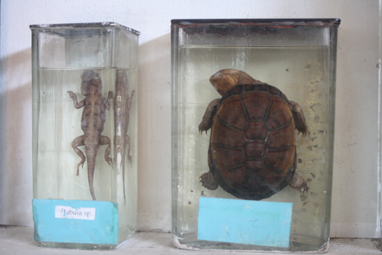 Museu de História Natural cagado Museu de História Natural cagado