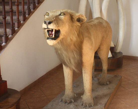 Museu de História Natural leao Museu de História Natural leao