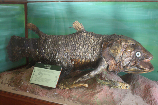 Museu de História Natural peixe carpa Museu de História Natural peixe carpa