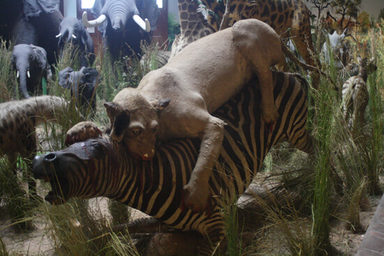 Museu de História Natural zebra Museu de História Natural zebra