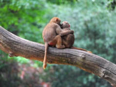 Natureza: Animais que escolhem um único parceiro para toda a vida